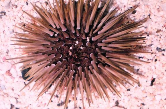 Seeigel